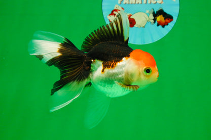 [COUPLE] White Head Male & Red Head Tricolor Female 4-4.5 inches #091925CO_05