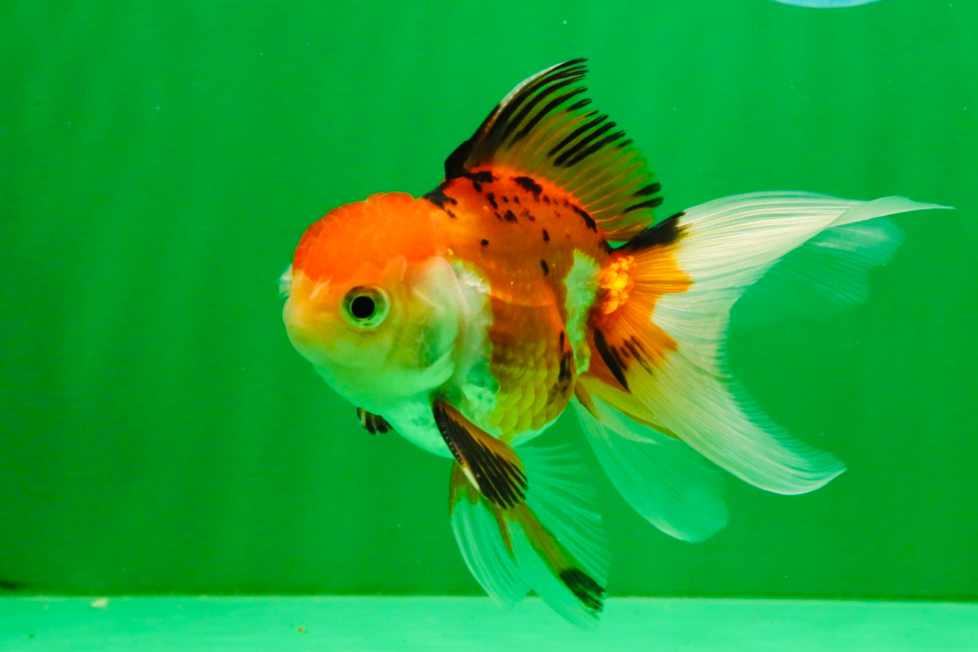 [SINGLE] Tricolor Oranda Male 4-4.5 inches #111425SO_03