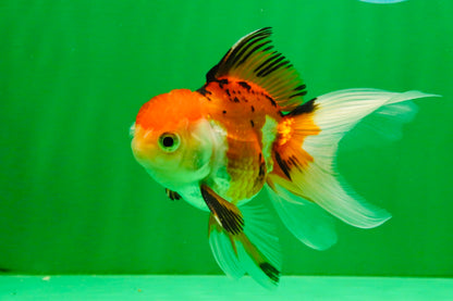 [SINGLE] Tricolor Oranda Male 4-4.5 inches #111425SO_03
