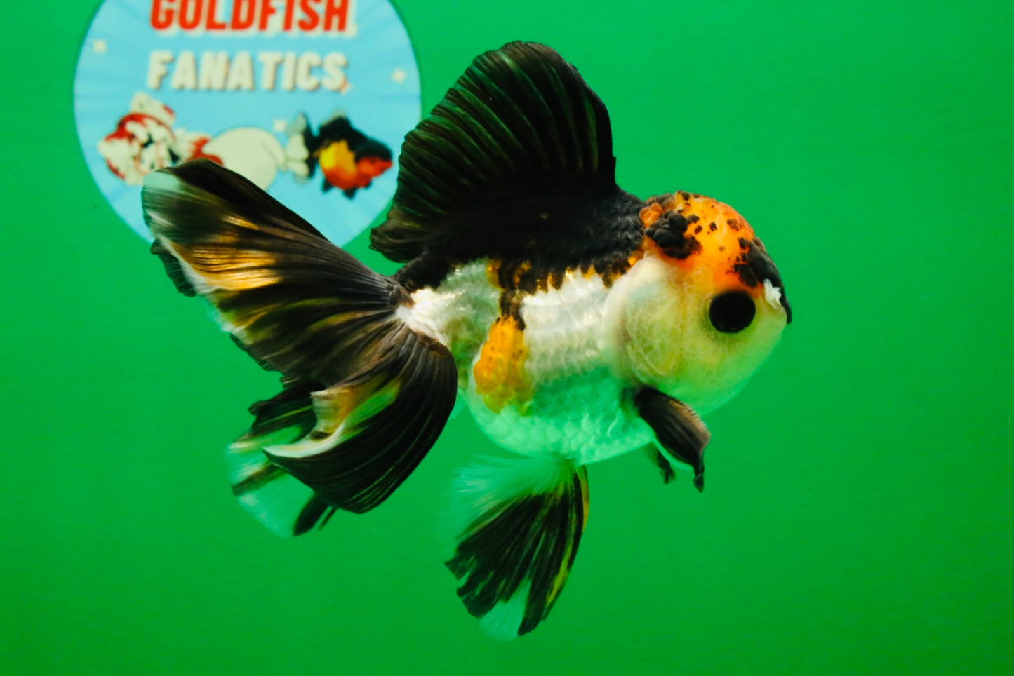 [SINGLE] Tricolor Oranda Male 4 inches #112125SO_04