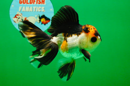 [SINGLE] Tricolor Oranda Male 4 inches #112125SO_04