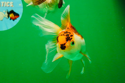 [TRIPLE] Mixed Color Oranda 3.5-4.5 inches #121925TO_05