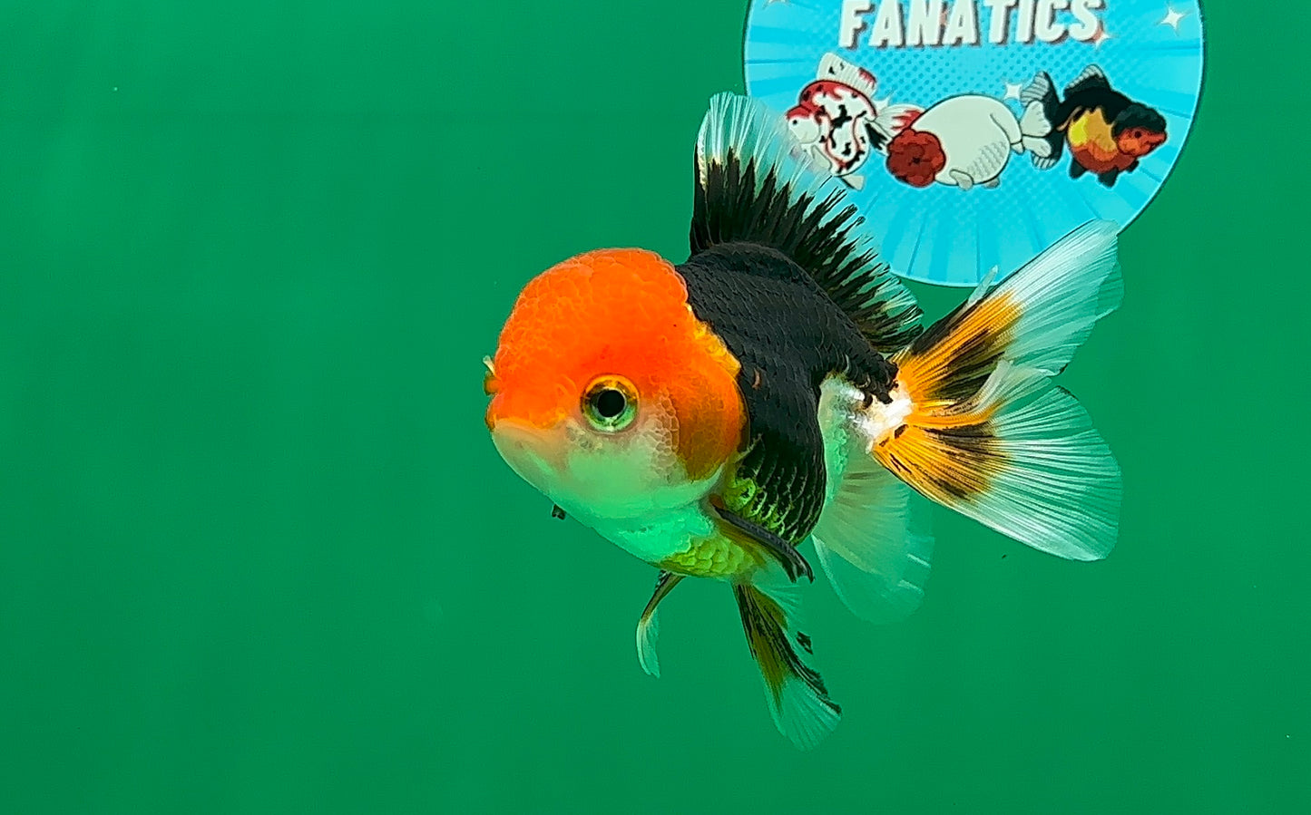 [SINGLE] Tricolor Oranda Male 4-4.5 inches #062725SO_11