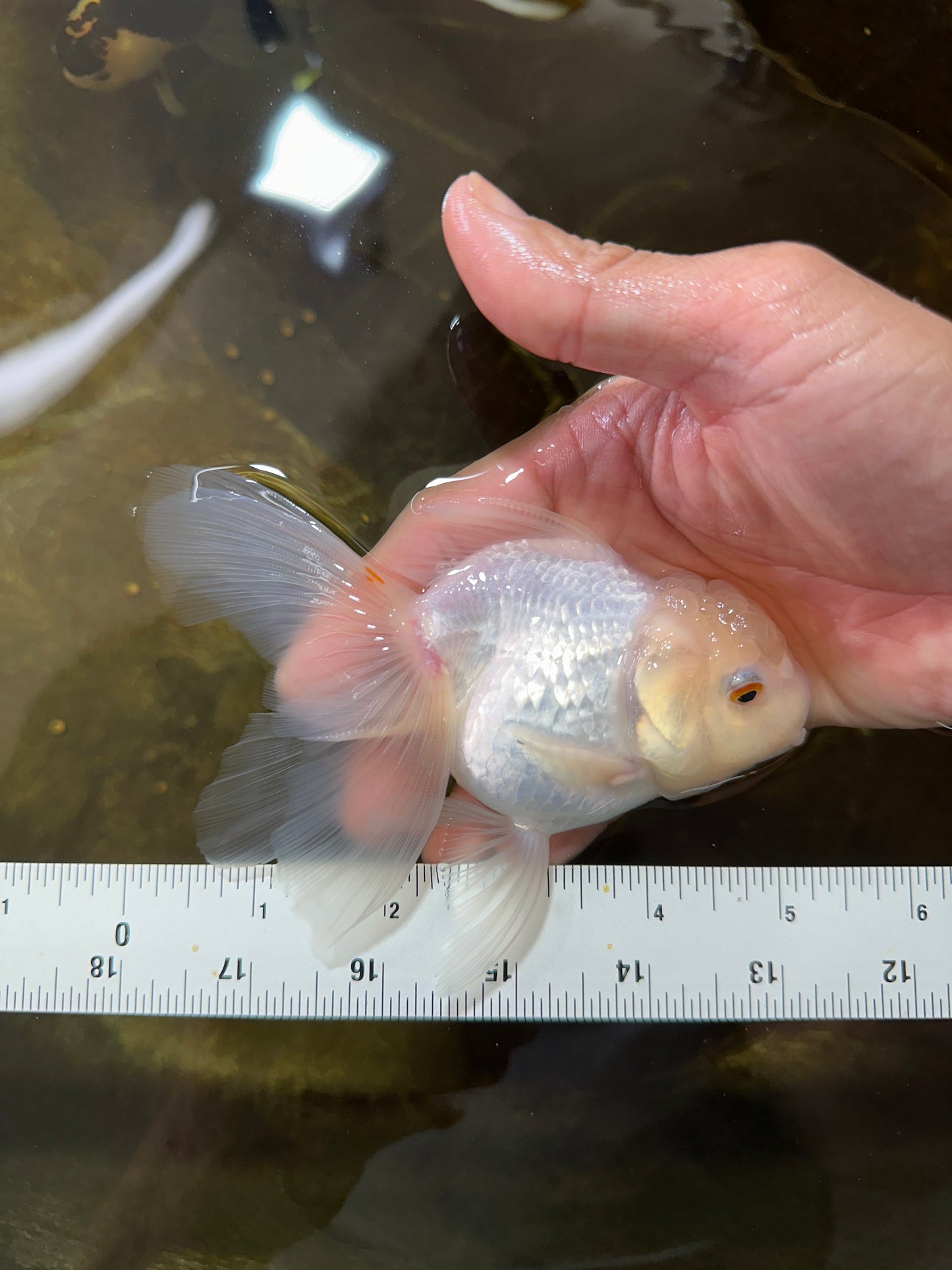 [SINGLE] White Oranda Female 5 inches #081525SO_10