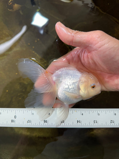 [SINGLE] White Oranda Female 5 inches #081525SO_10