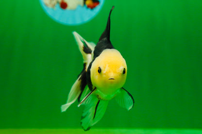 [SINGLE] Panda Oranda Female 4.5 inches #080825SO_04