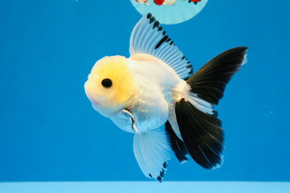 [SINGLE] Panda Button Eyes Oranda Male 4.5 inches #032026SO_08