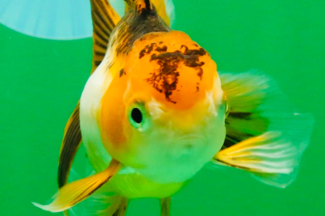[SINGLE] Tricolor Oranda Female 4.5-5 inches #112125SO_06