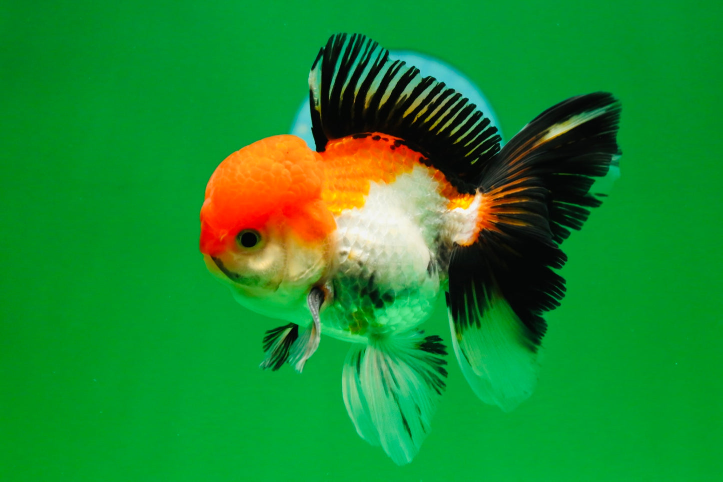 [SINGLE] Tricolor Male Oranda 4.5-5 inches #080125SO_13