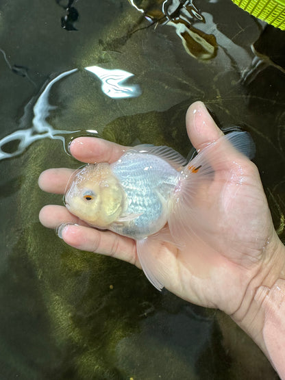 [SINGLE] White Oranda Female 5 inches #081525SO_10