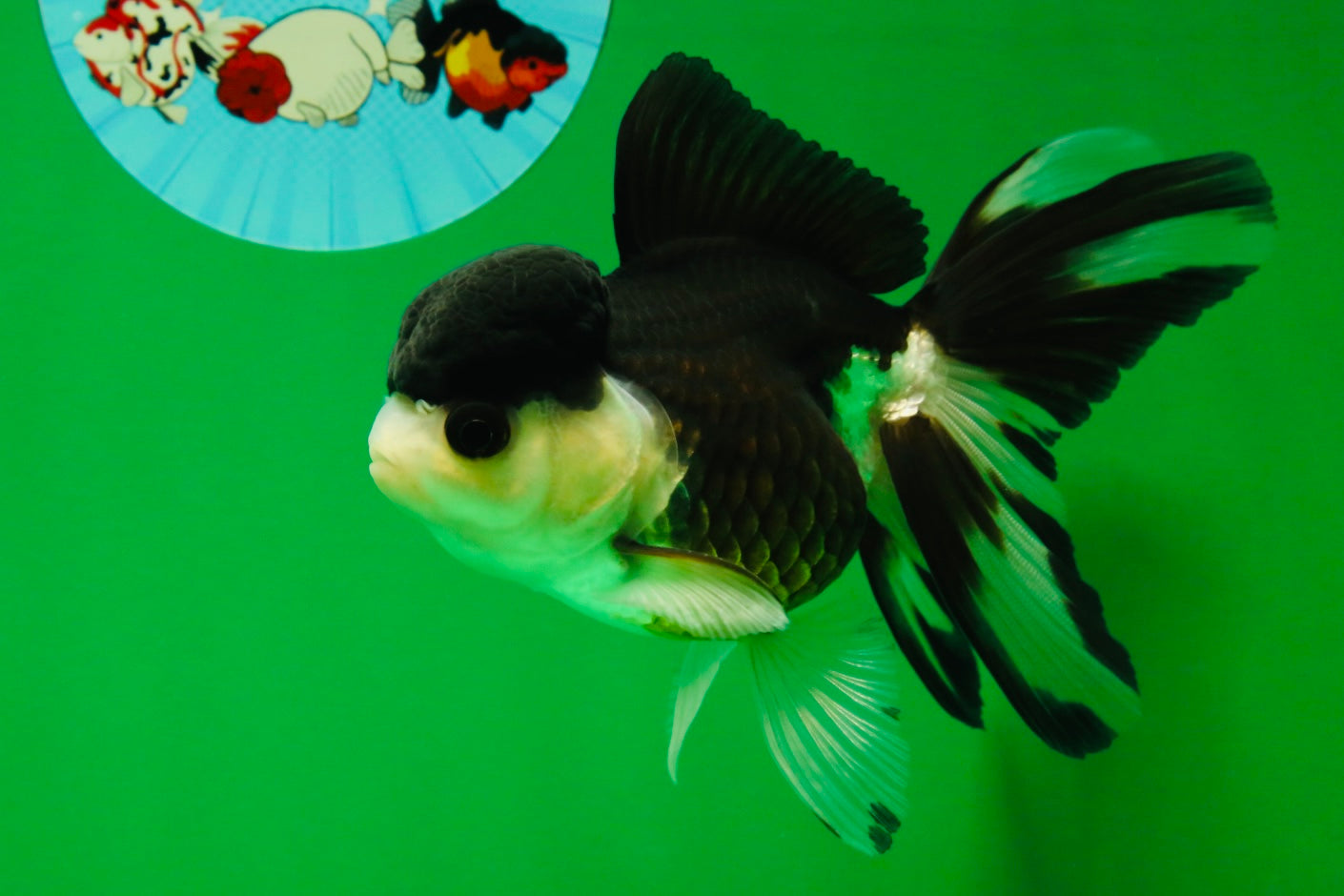 [SINGLE] Panda Oranda Female 4.5 inches #041825SO_06