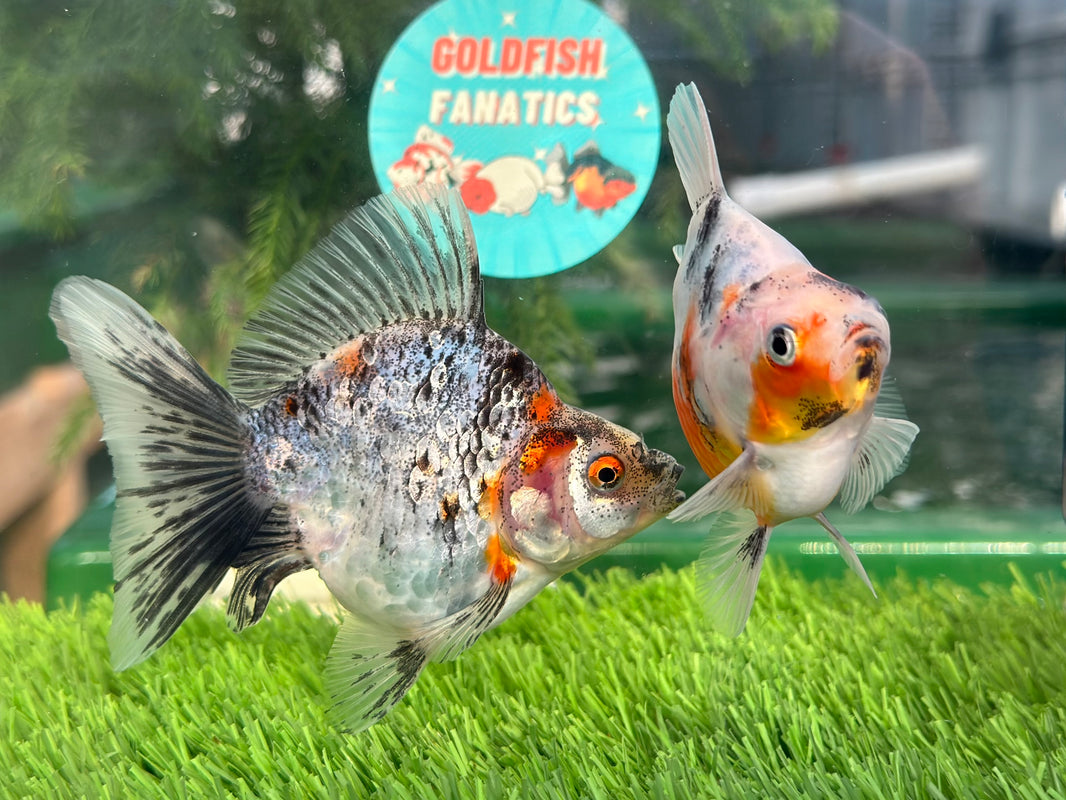 Affordable Quality Goldfish for Sale - Thai Goldfish in USA & Canada ...