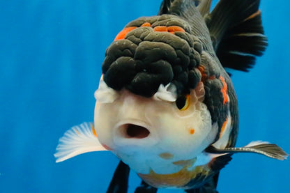 [SINGLE] Tricolor Oranda Male 4.5 inches #022726SO_01