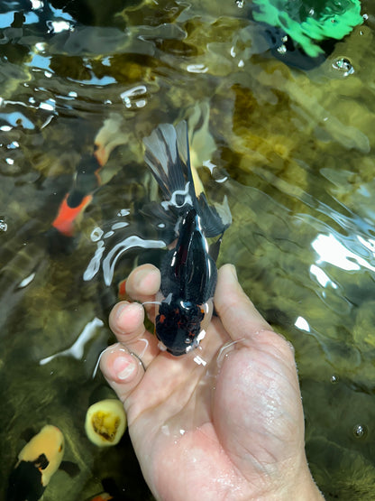 [COUPLE] Tiger Male & Panda Female Oranda 4.5 inches #101025CO_06