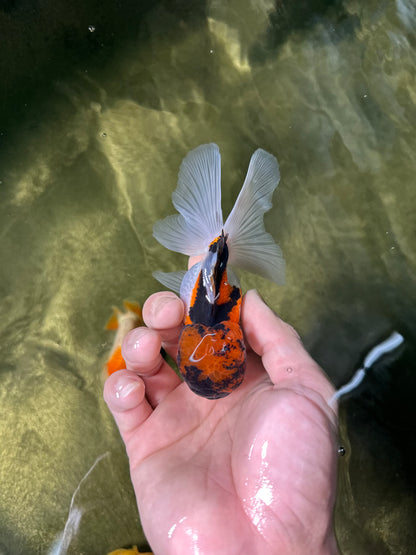 [COUPLE] Tricolor Female & Panda Male Oranda 4-4.5 inches #050225CO_06