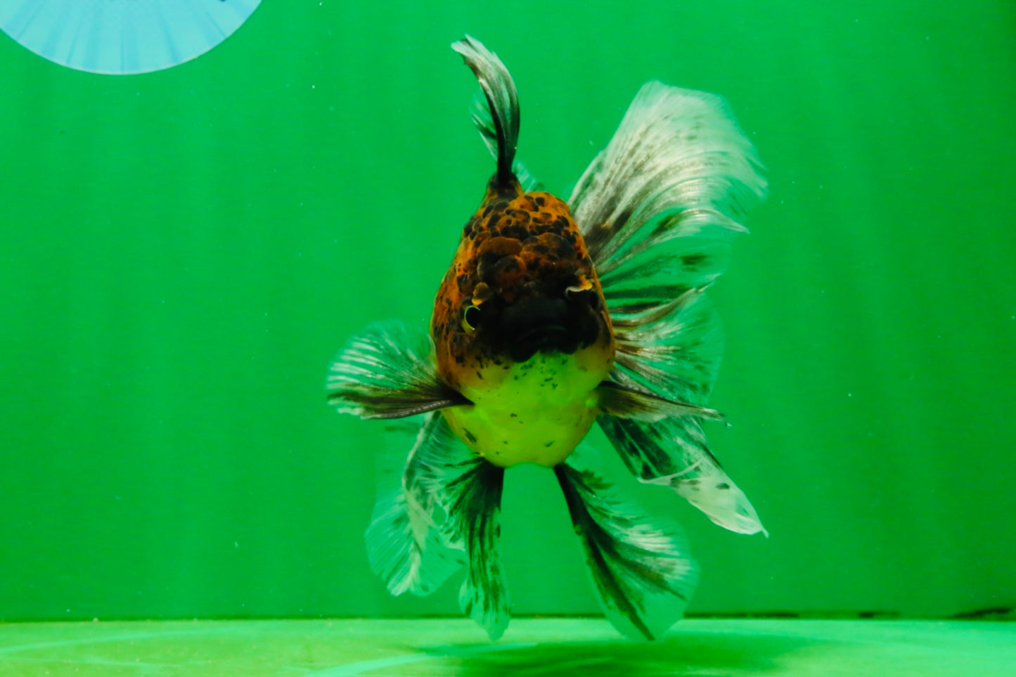 [SINGLE] Tiger Oranda Male 5 inches #103125SO_02