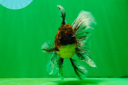 [SINGLE] Tiger Oranda Male 5 inches #103125SO_02