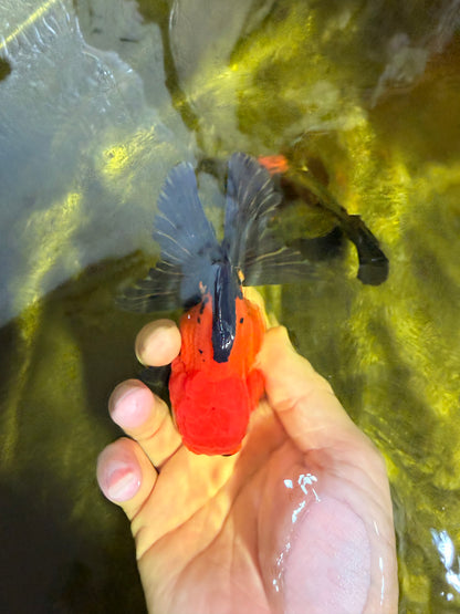 [SINGLE] Tricolor Oranda Male 4-4.5 inches #022726SO_04