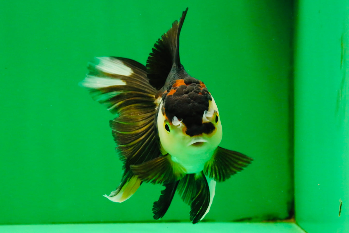 [SINGLE] Tricolor Oranda Female 5 inches #111425SO_05