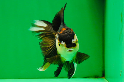 [SINGLE] Tricolor Oranda Female 5 inches #111425SO_05