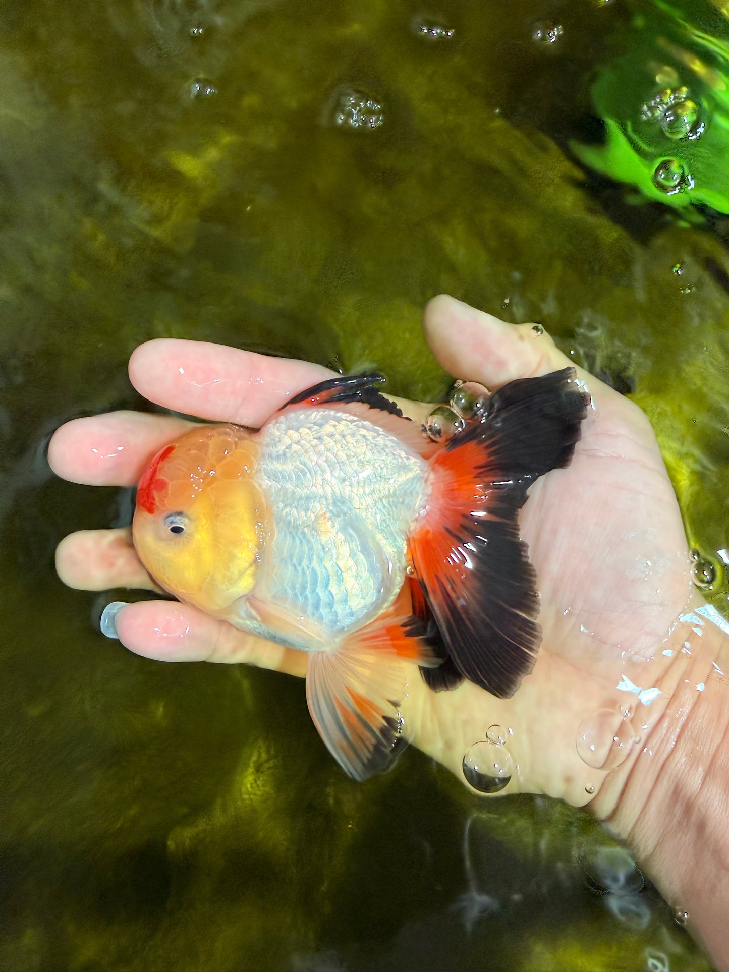 [SINGLE] Tricolor Oranda Male 4.5 inches #022726SO_10
