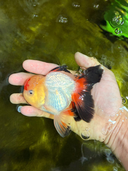 [SINGLE] Tricolor Oranda Male 4.5 inches #022726SO_10