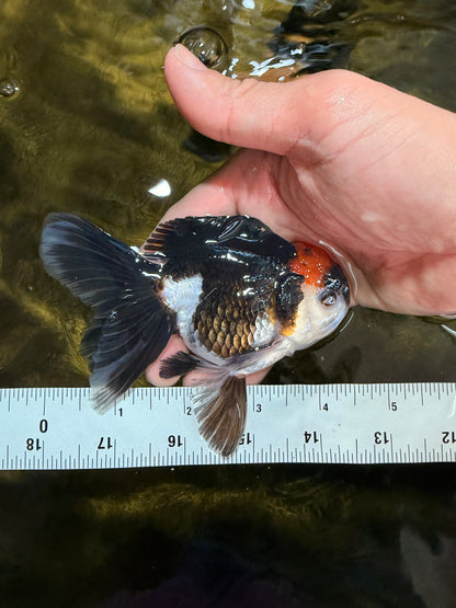 [SINGLE] Tricolor Oranda Male 4-4.5 inches #032026SO_09