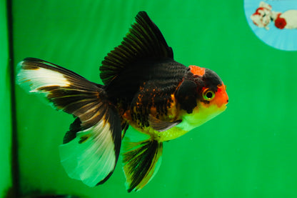 [SINGLE] Tricolor Male 5 inches #101725SO_03