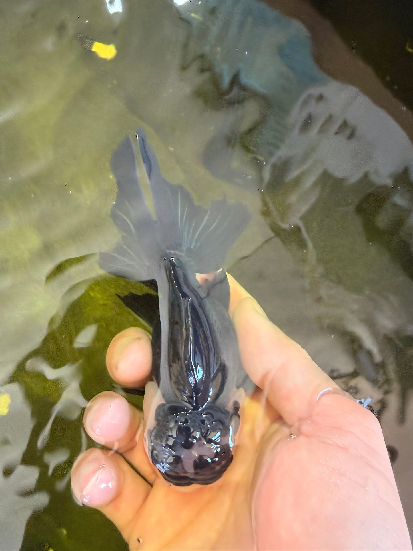 [SINGLE] Panda Button Eyes Oranda Male 4.5 inches #041026SO_09