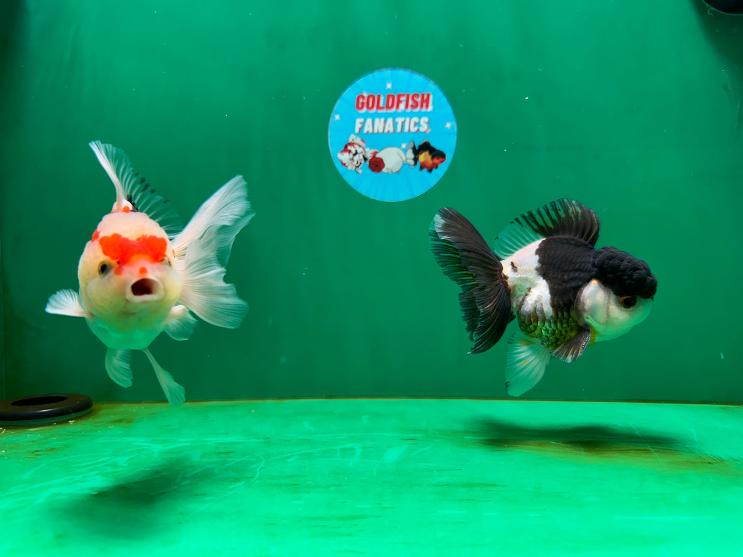 [COUPLE] Panda & Tricolor Male Oranda 4-4.5 inches #052325CO_04