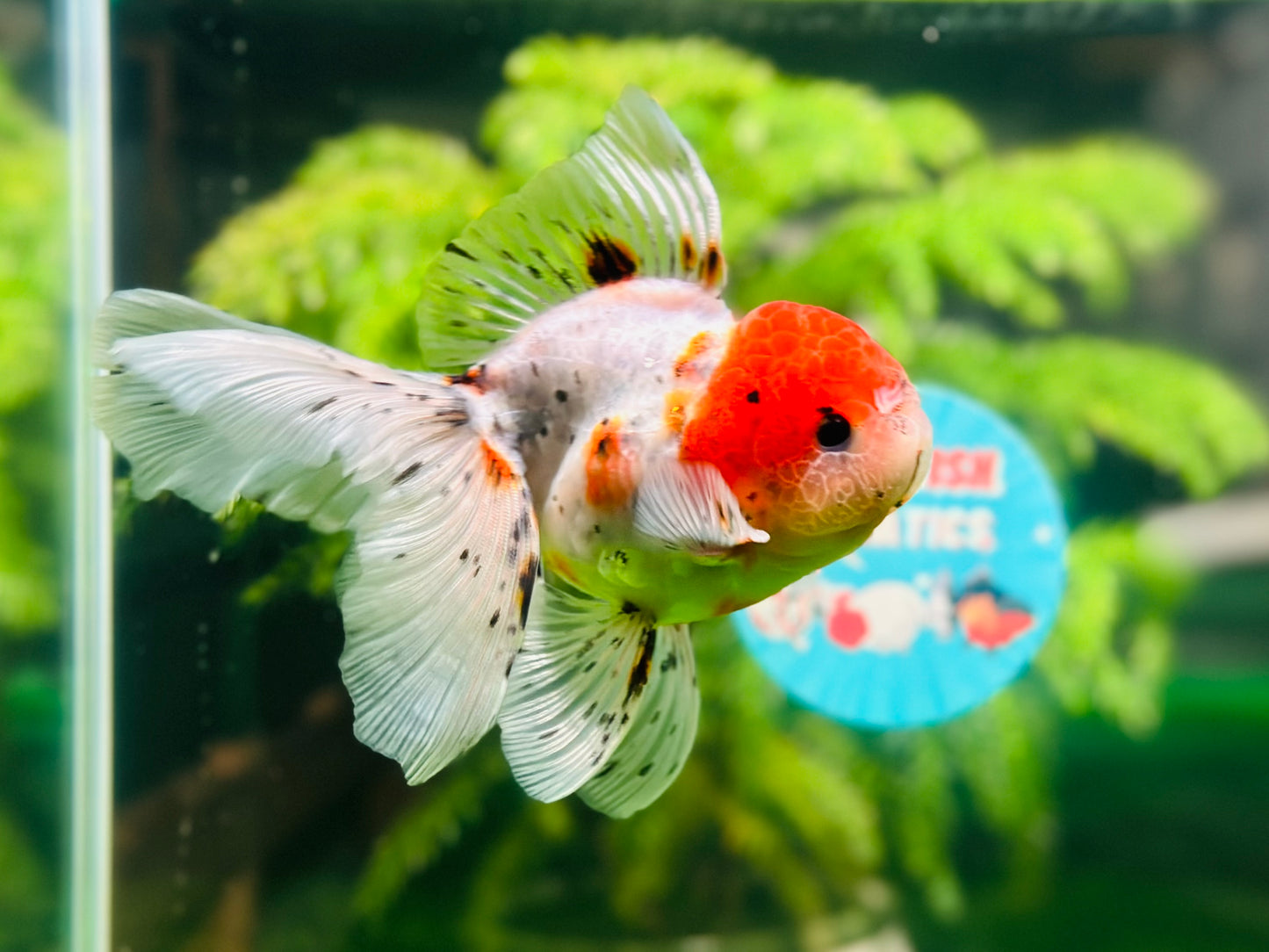 [SINGLE] Marble Red Head Oranda Male size 4.5 inches #112224SO_05