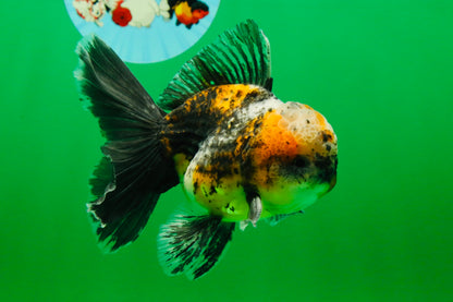 [SINGLE] Calico Kirin Male Oranda 5 inches #080125SO_06