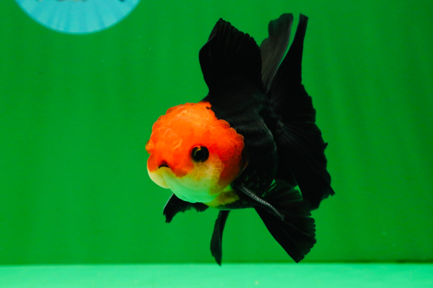 [COUPLE] Tricolor Male & Red White Female Oranda 4.5 inches #101025CO_05