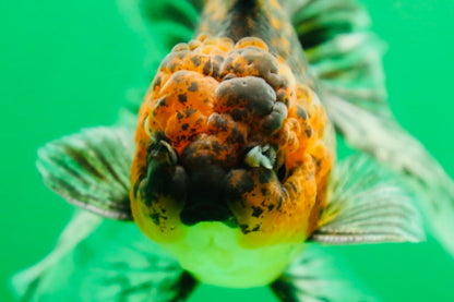 [SINGLE] Tiger Oranda Male 4.5 inches #090525SO_09