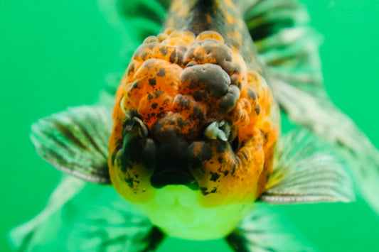 [SINGLE] Tiger Oranda Male 4.5 inches #090525SO_09