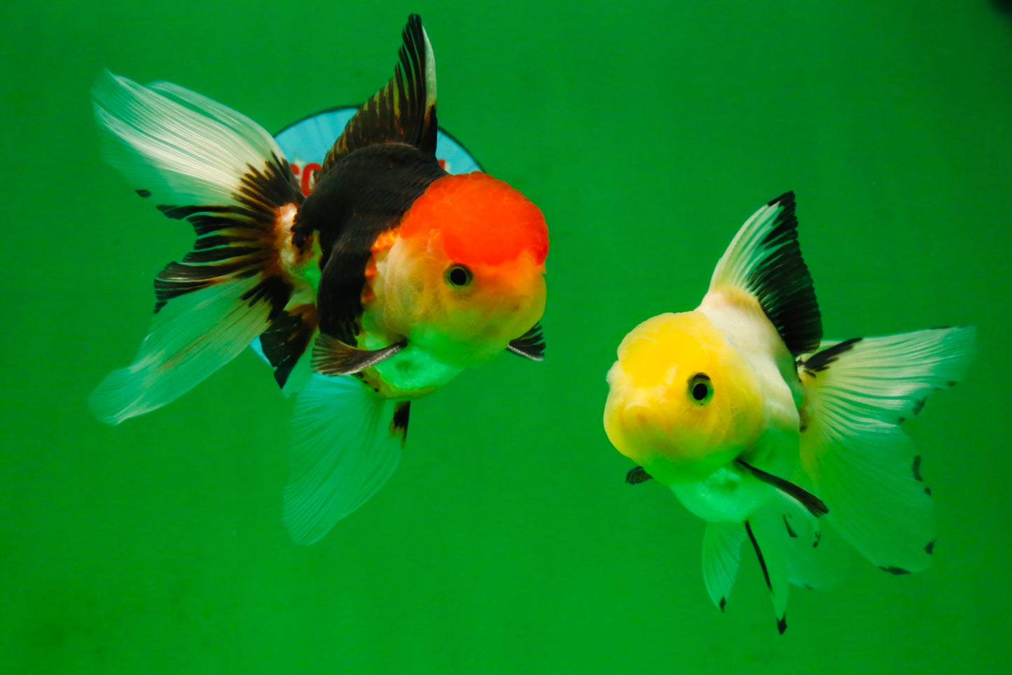 [COUPLE] Tricolor Male & Lemonhead Female 4.5 inches #091925CO_01