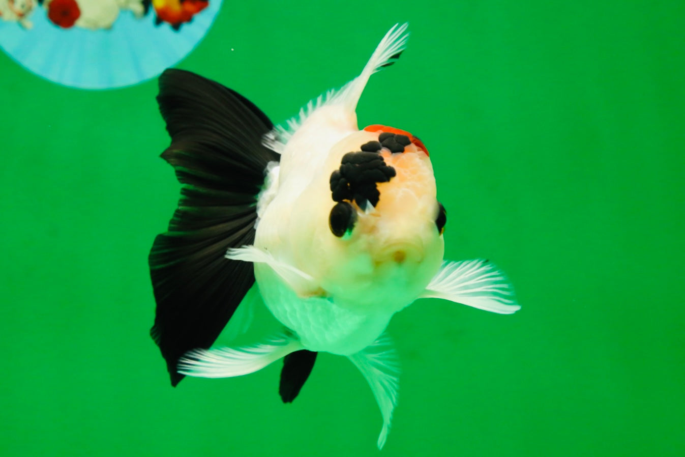 [SINGLE] Tricolor Oranda Male 4-4.5 inches #091925SO_09