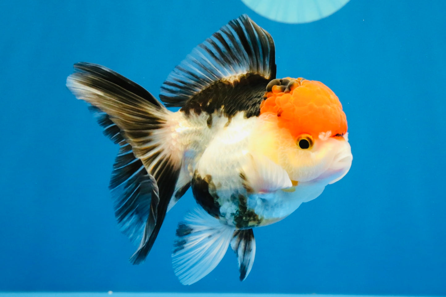 [SINGLE] Tricolor Oranda Female 4-4.5 inches #041026SO_01