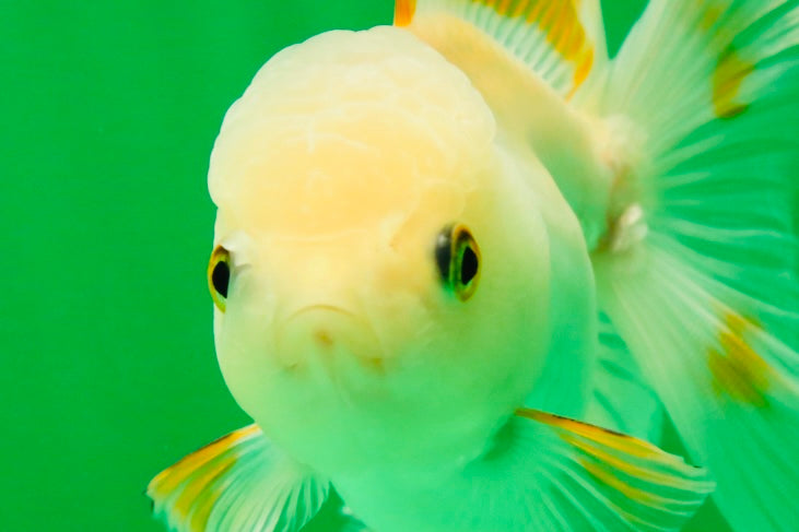 [SINGLE] Orange White Beauty Oranda Female 4.5 inches #041125_07