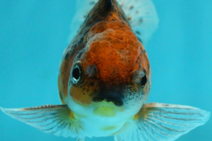 [SINGLE] Calico Oranda Male 4.5 inches #112924SO_14