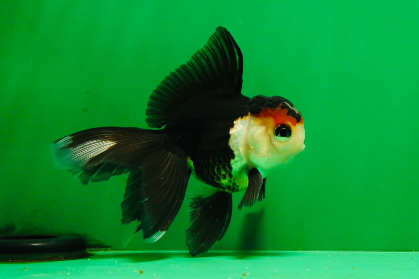 [COUPLE] Tricolor Oranda Male & Female 4-4.5 inches #101025CO_01