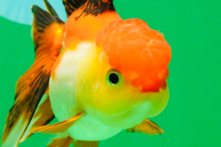 [SINGLE] Tricolor Female 4.5 inches #101725SO_01