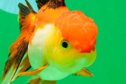 [SINGLE] Tricolor Female 4.5 inches #101725SO_01