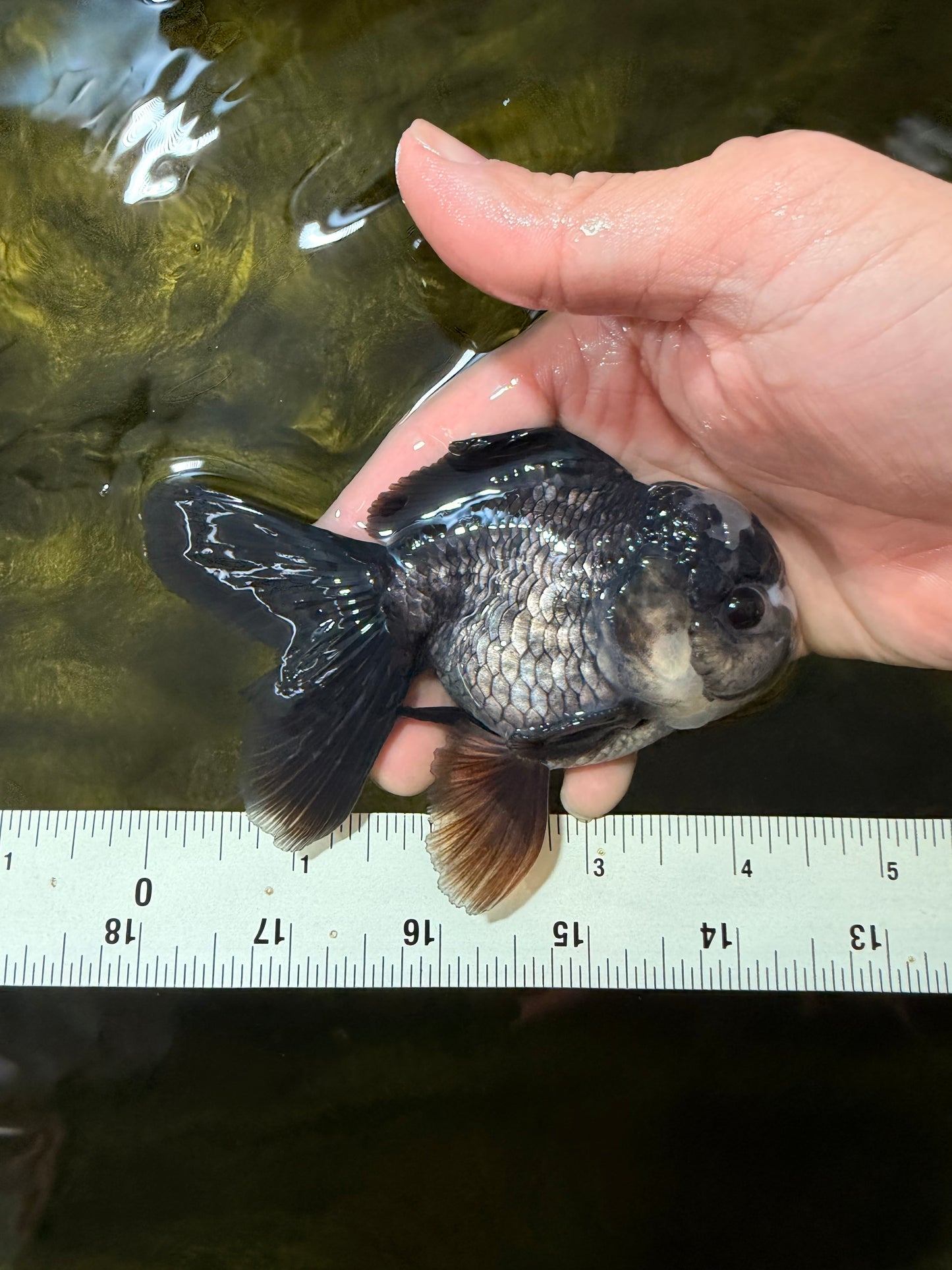 [SINGLE] Panda Oranda Male 4-4.5 inches #040326SO_06