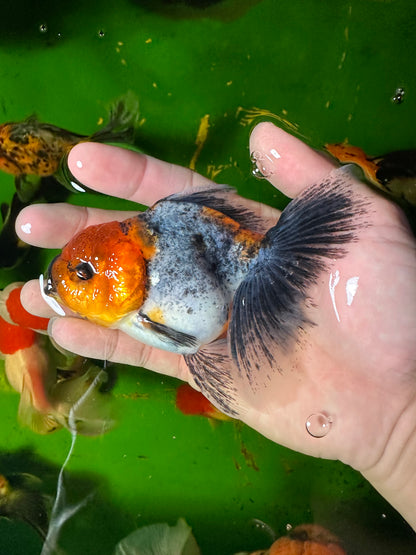 [COUPLE] - Tiger & Calico Oranda 4-4.5 inches #110824CO_19