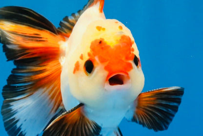 [SINGLE] Heart Face Tricolor Oranda Male 4-4.5 inches #030626SO_02