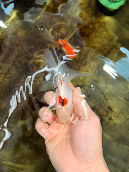 [SINGLE] Tricolor Oranda Female 4.5 inches #112125SO_05