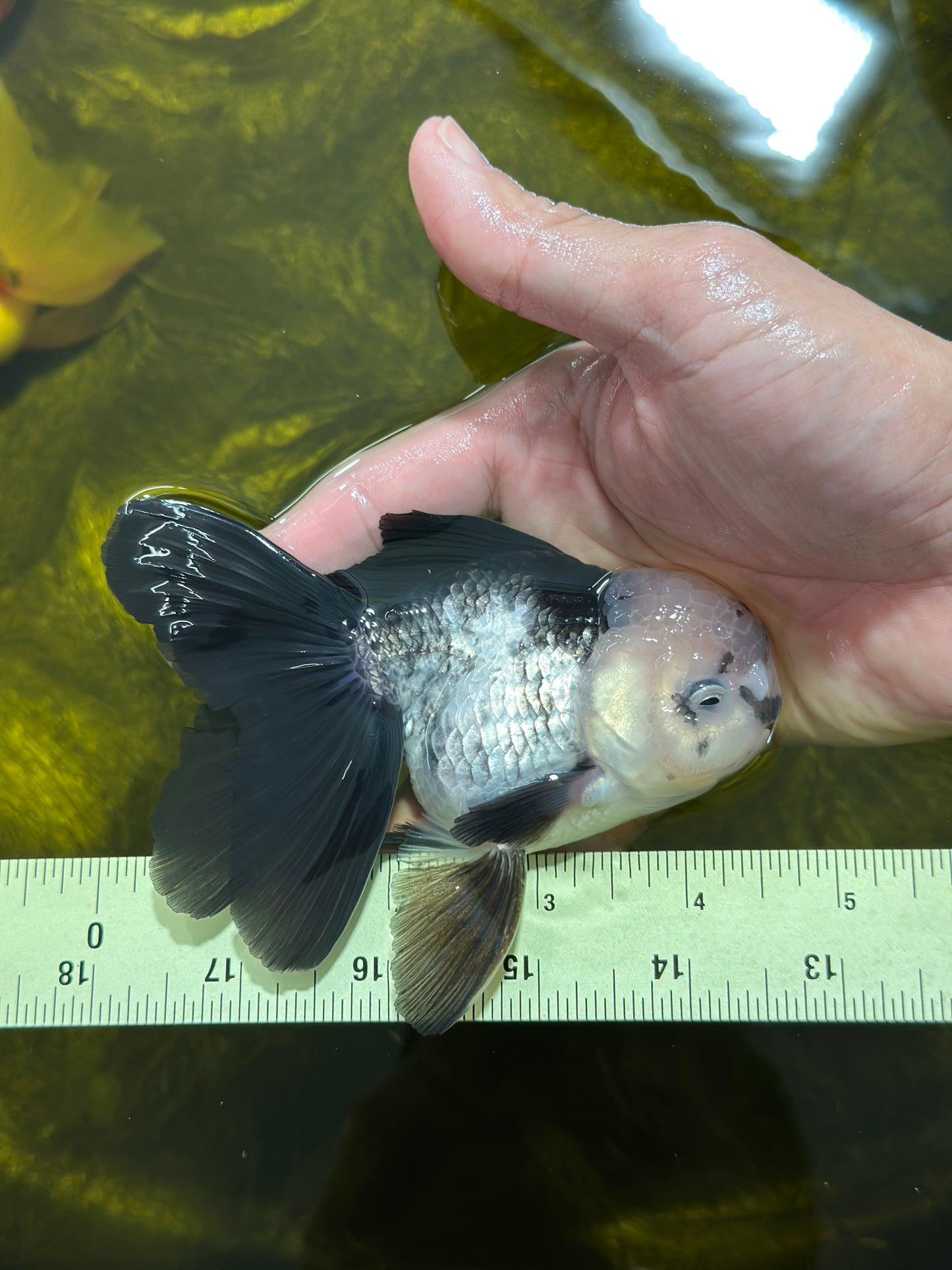 [SINGLE] Panda Oranda Male 4.5 inches #112924SO_08