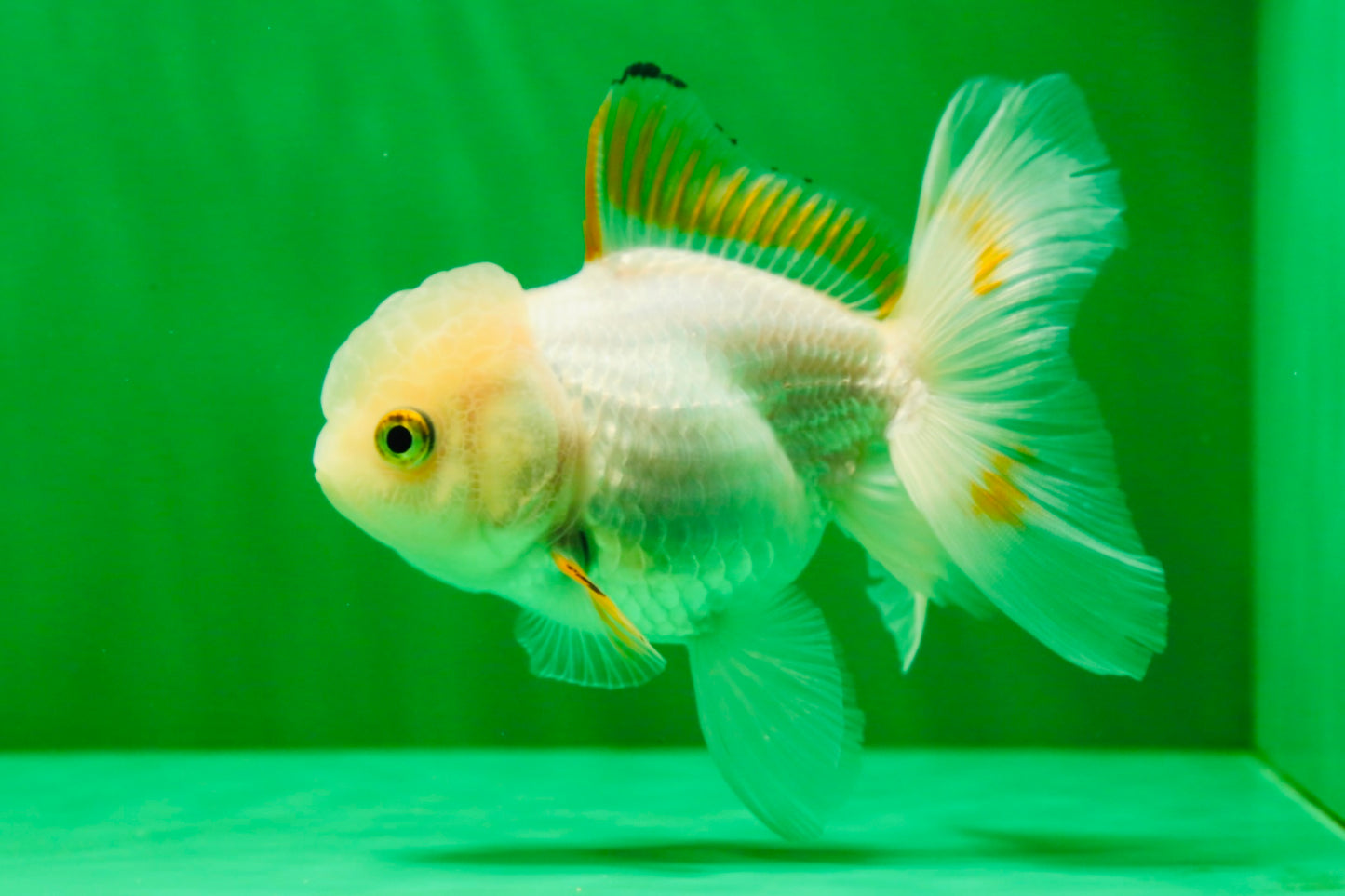 [SINGLE] Orange White Beauty Oranda Female 4.5 inches #041125_07