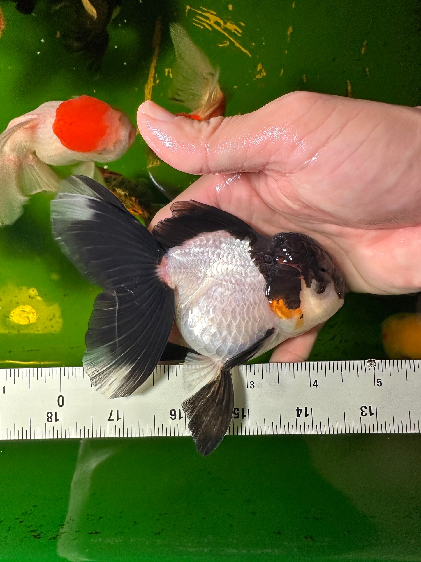 [COUPLE] - Red Head Tricolor & Panda Oranda 4-4.5 inches #110824CO_18